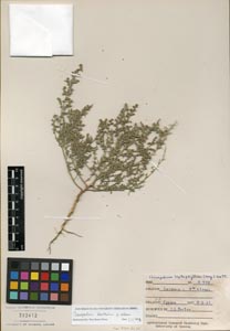 Herbarium Sheet of 